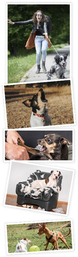 Brain Training for Dogs Review