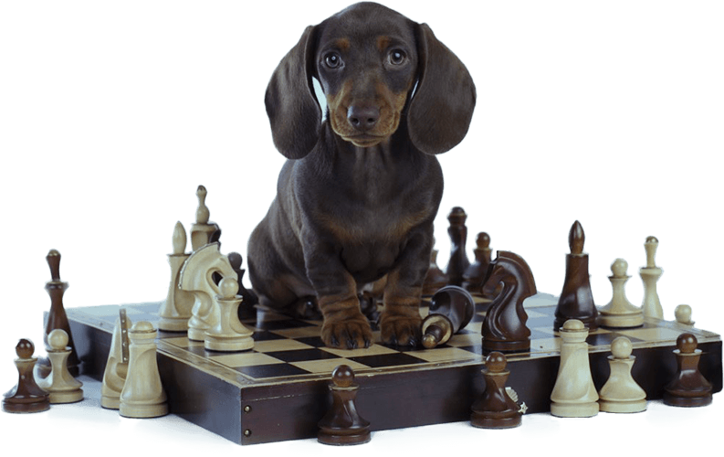 Brain Training for Dogs Review